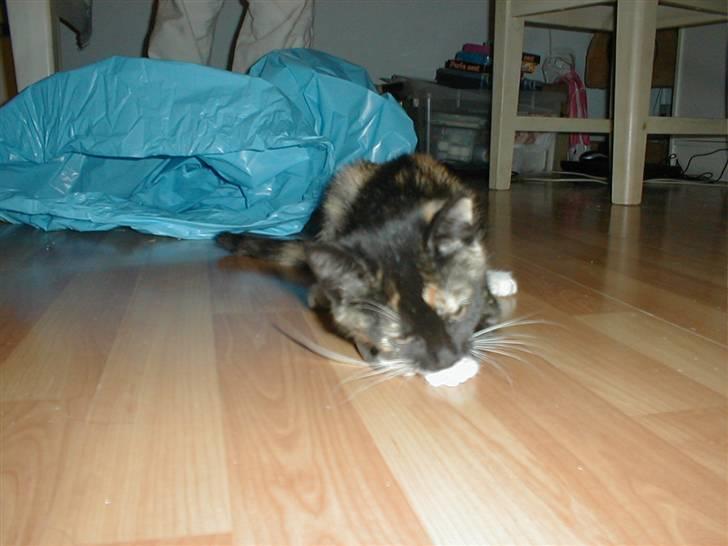 Blanding af racer Mulle Død:( - Stadig gavebåndet billede 16