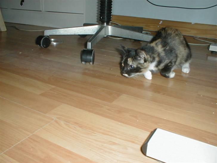 Blanding af racer Mulle Død:( - Jeg skal nok få det nedlagt ;P billede 17