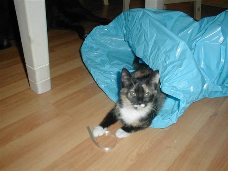 Blanding af racer Mulle Død:( - Herligt med en pose der lamer når man er i den. billede 18