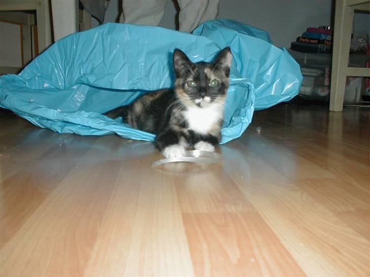 Blanding af racer Mulle Død:( - Posen er dejlig. billede 19