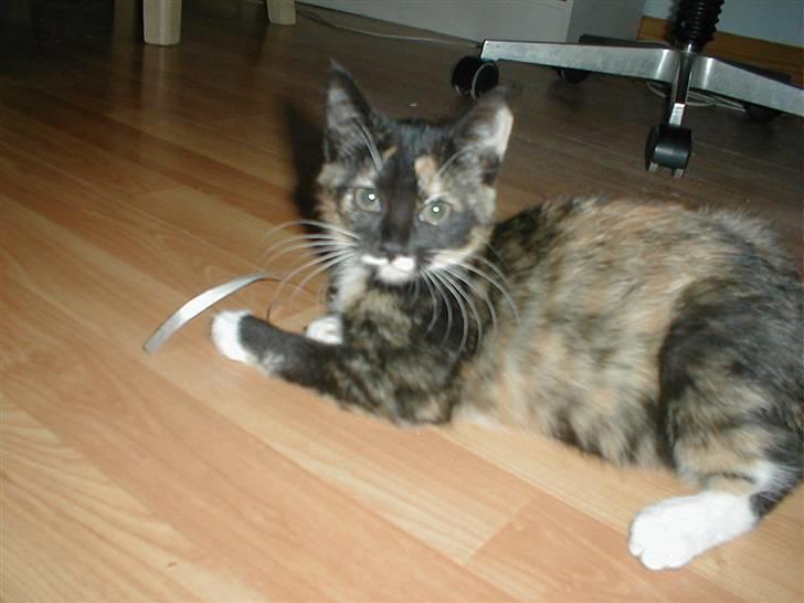 Blanding af racer Mulle Død:( - Mor altså jeg leger med det her gavebånd, har altså ikke tid lige nu. billede 20