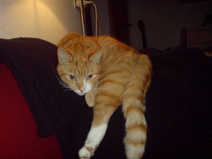 Huskat bubbi billede 9