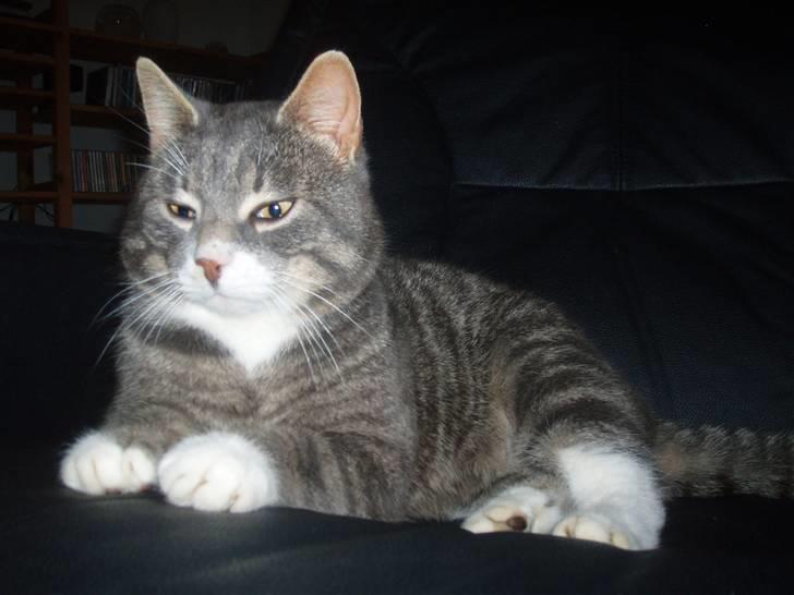 Blanding af racer Poul billede 13