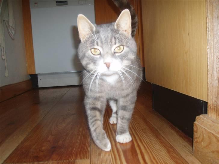 Blanding af racer Poul - sagde du mad ? billede 14