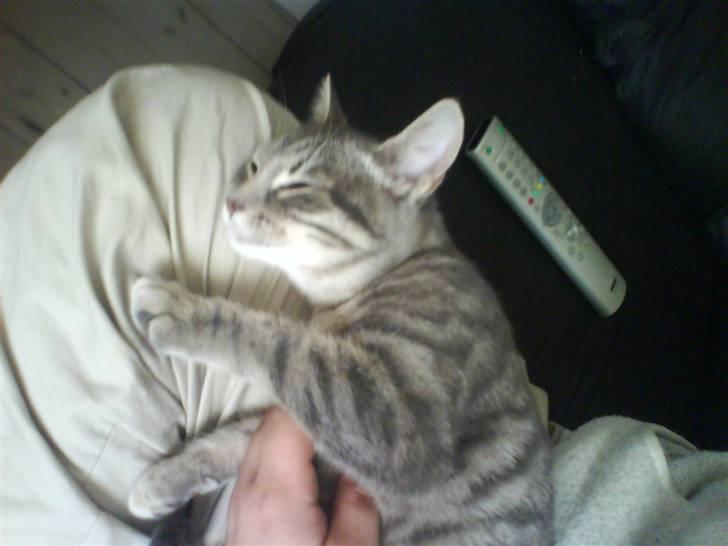 Huskat Mille - ligger lige og bliver aet af mor billede 6