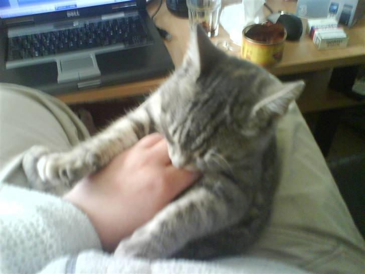 Huskat Mille - slik slik slik billede 7