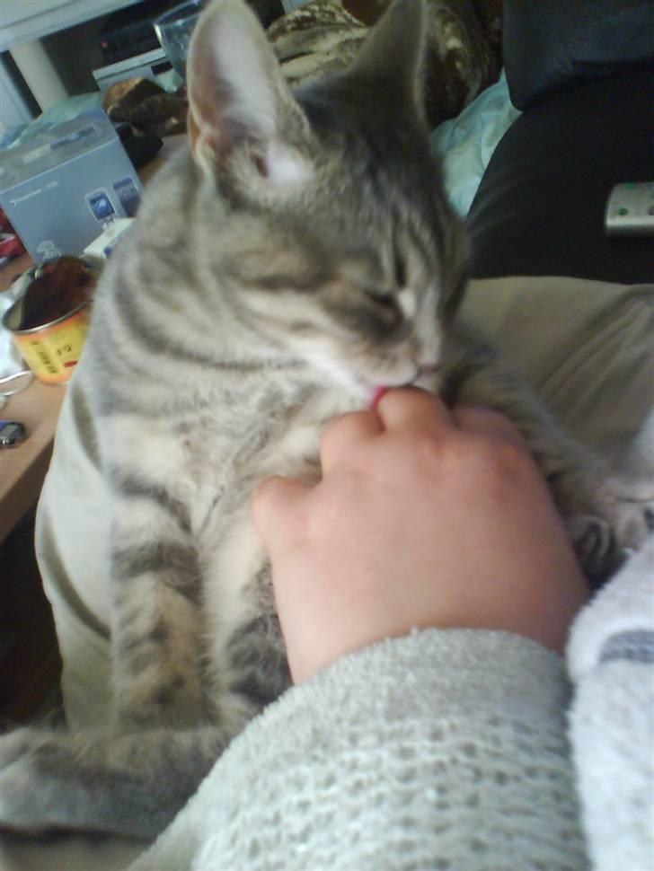 Huskat Mille - stadig slik slik slik billede 8