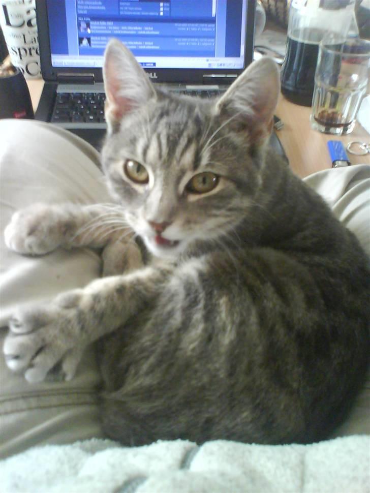 Huskat Mille - hej hej alle sammen billede 9