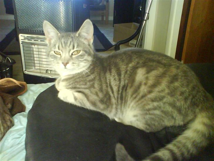 Huskat Mille - er det mig du kigger på billede 10