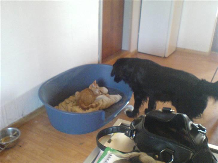 Huskat Lille Mis Rocky - Han har taget min kasse! tænker hunden Bamse :) billede 11