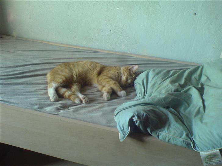 Huskat Lille Mis Rocky - Jeg er træt og låne lige Oliver´s seng billede 12