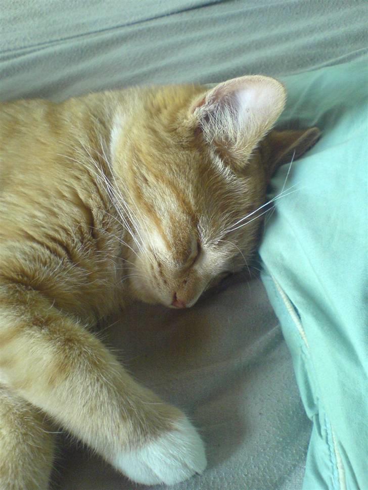 Huskat Lille Mis Rocky - Sover godt og trygt :) billede 13