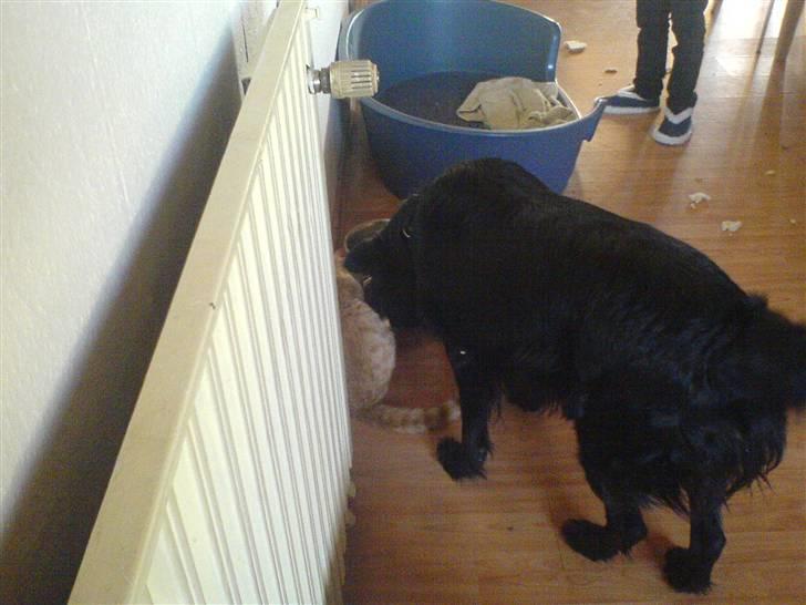 Huskat Lille Mis Rocky - Vi deler lige vandskålen :) billede 18