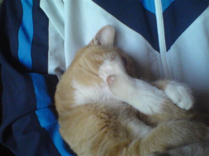 Huskat Lille Mis Rocky - Ligger i far´s arme og bidder i mit bagben :) Mor siger at jeg er en skør kat - hvad siger I? billede 19