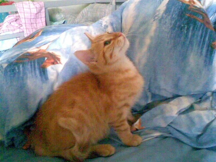 Blanding af racer Beauty - Smukke beauty. <3 billede 1