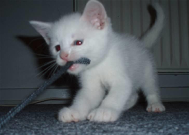 Huskat Valentin *RIP 2009* - Grr.. hvem mon er stærkest? billede 6