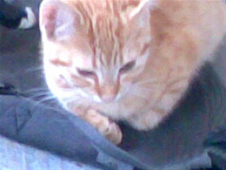 Blanding af racer Beauty - Beauty slapper af i solen, på en leggiens. billede 2