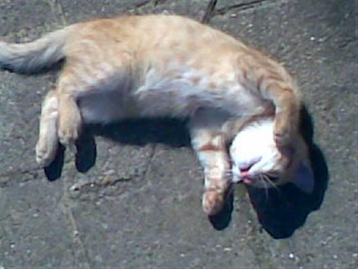 Blanding af racer Beauty - Her gemmer beauty sig for kameraet. billede 3