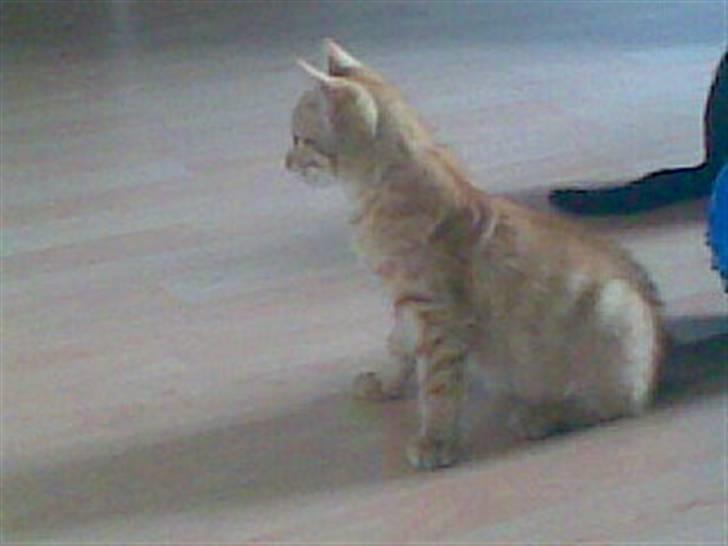 Blanding af racer Beauty - Søøde kat.. Tjek lige hendes hals. billede 4