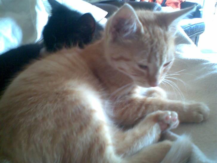 Blanding af racer Beauty - Beauty og Figaro. billede 5