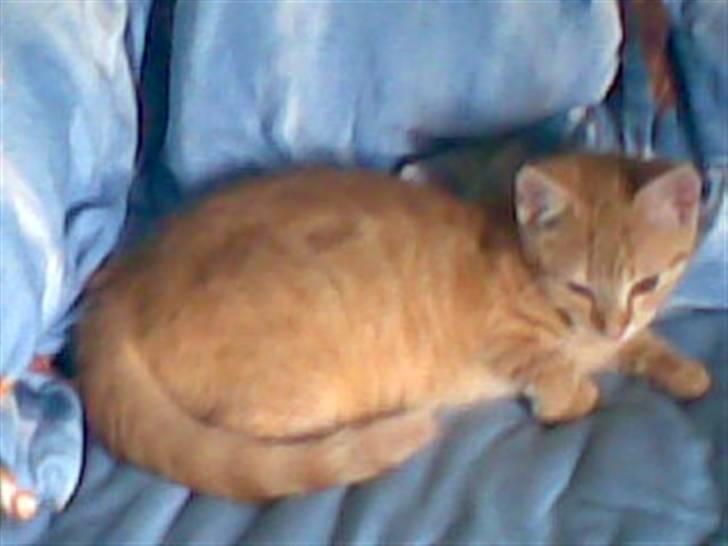 Blanding af racer Beauty - Beauty elsker at ligge i sengen. billede 7