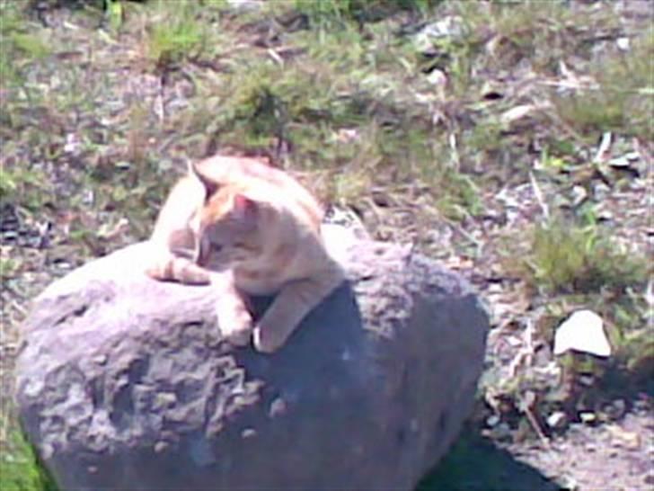 Blanding af racer Beauty - Soler sig på dejlig varm sten. billede 8