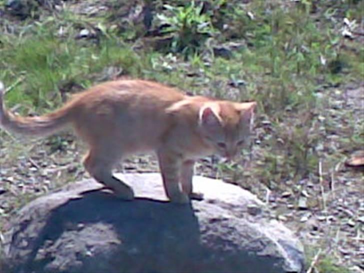 Blanding af racer Beauty - Er der nogen mus hernede.. billede 9