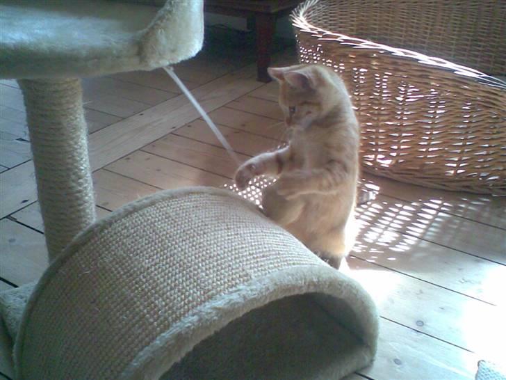 Blanding af racer Beauty - Jeg har dig.`!! billede 10