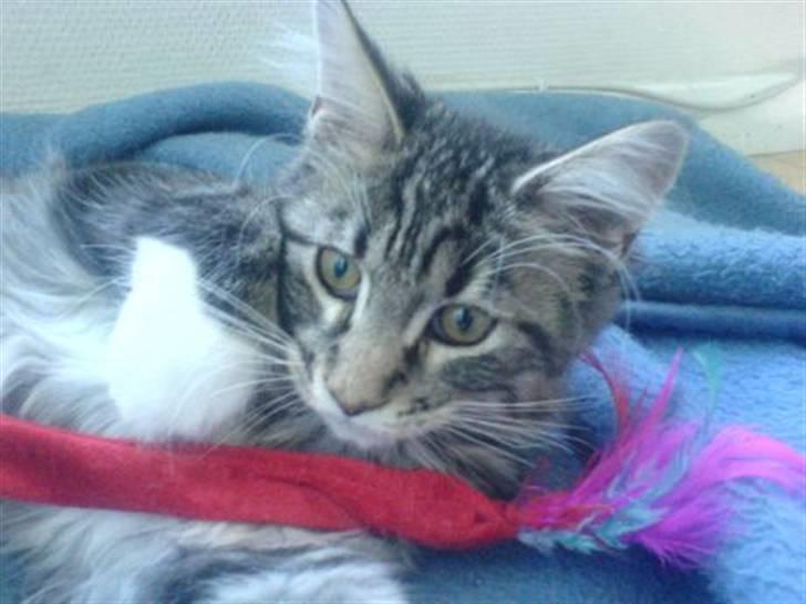 Blanding af racer Chemi billede 1