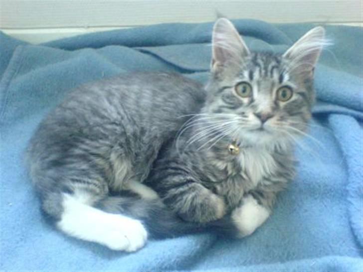 Blanding af racer Chemi billede 2