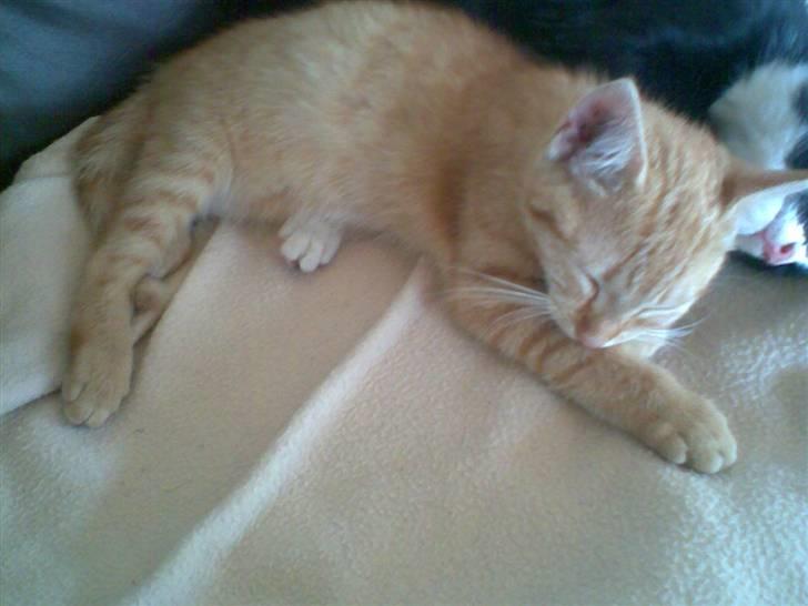 Blanding af racer Beauty - Beauty tager en slapper. billede 11