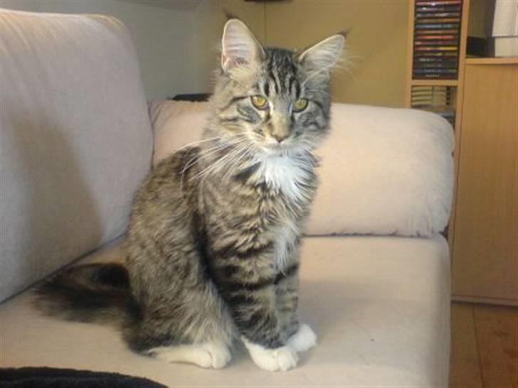 Blanding af racer Chemi billede 3