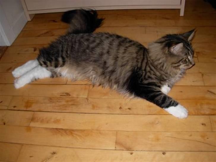 Blanding af racer Chemi billede 4