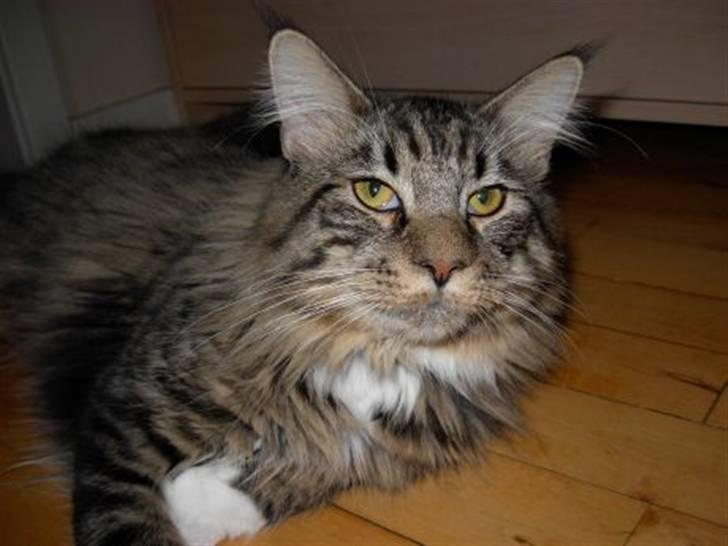 Blanding af racer Chemi billede 5