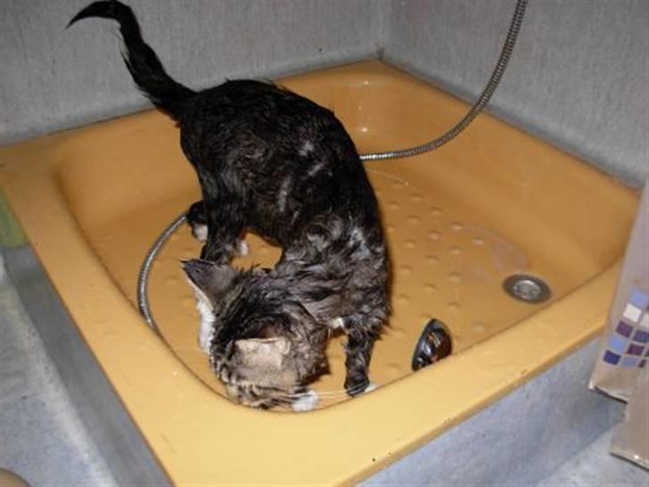 Blanding af racer Chemi billede 6