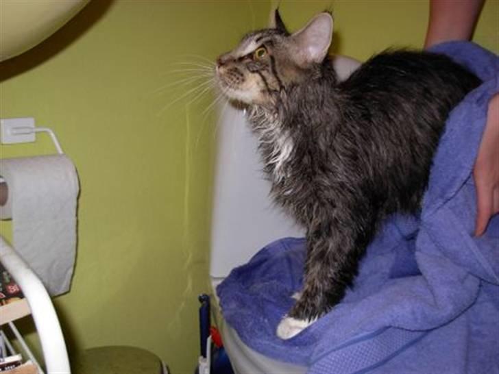 Blanding af racer Chemi billede 7