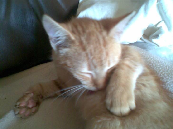 Blanding af racer Beauty - Arrr.. Sluk lyset.. billede 12