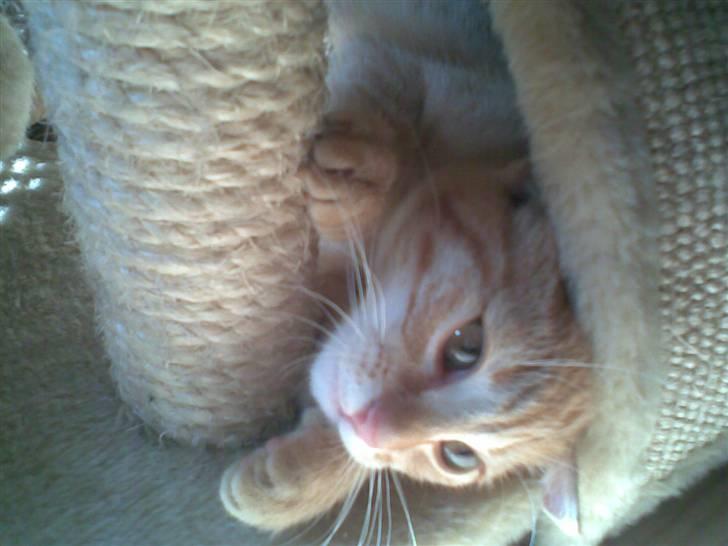 Blanding af racer Beauty - Hej. billede 13