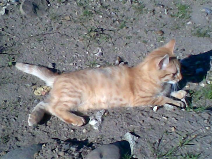 Blanding af racer Beauty - At trille i sandet er bare dejligt. billede 16