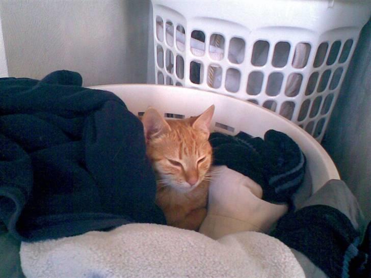 Blanding af racer Beauty - Må jeg komme med til vask.. Jeg føler mig lidt beskidt. billede 17