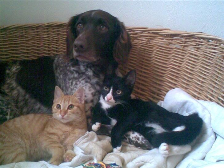 Blanding af racer Beauty - Hele familien.. Curly beautys  plege mor. billede 18