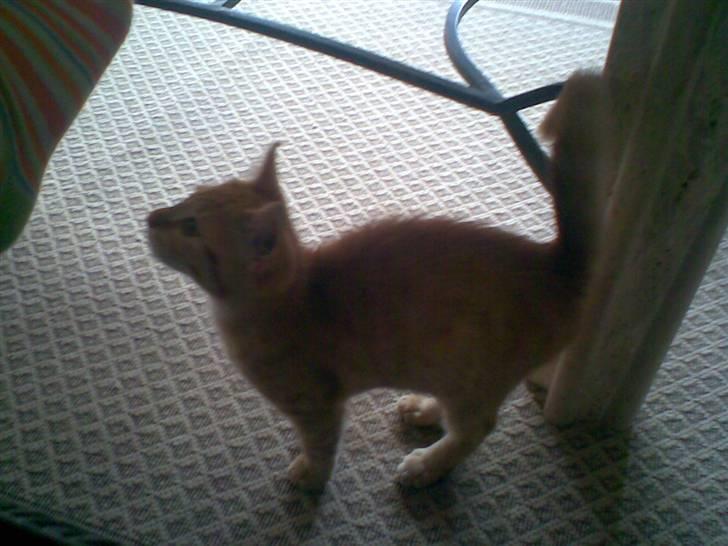 Blanding af racer Beauty - Er der mad deroppe.?? billede 19