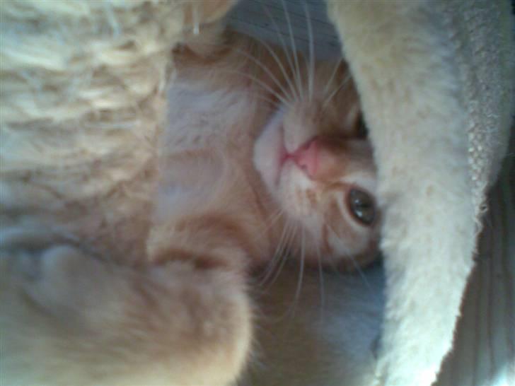 Blanding af racer Beauty - Beauty som kineser/rabber. xD billede 20