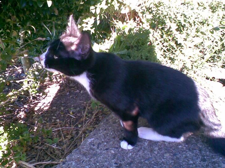 Blanding af racer Figaro - Arrh. Den dufter dejligt. <3 billede 1