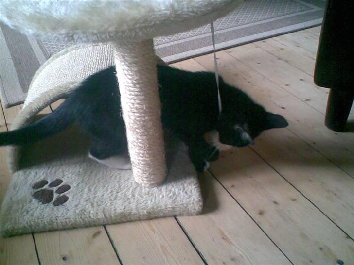 Blanding af racer Figaro - Hmm.. gulvet lugter dejligt. :/ billede 2