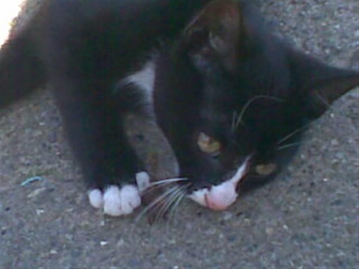 Blanding af racer Figaro - Gulvvarme.. Jeg er cool. billede 3