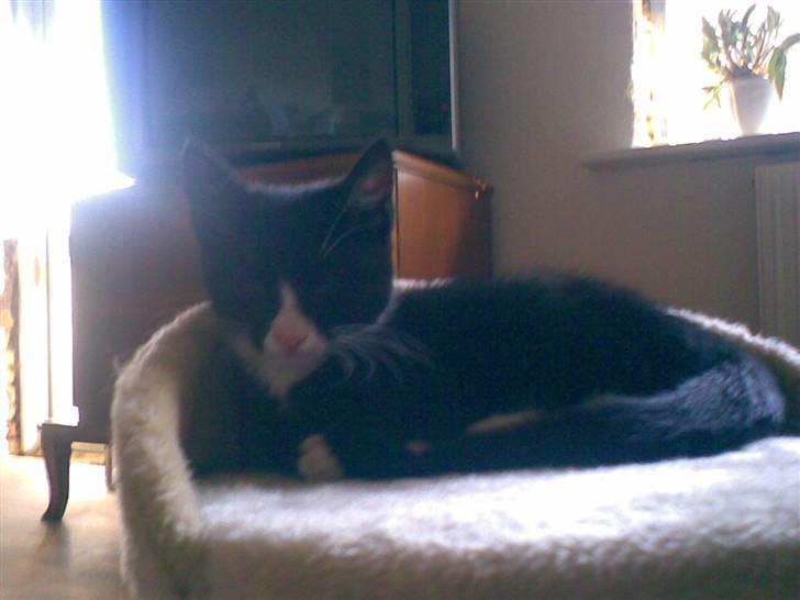 Blanding af racer Figaro - Arrh. billede 4