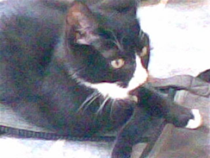 Blanding af racer Figaro - Hvad..?? Hvad sker der..?? billede 5