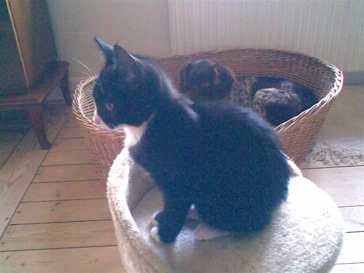 Blanding af racer Figaro - Hmm. dejlig mad i sigte.. billede 6