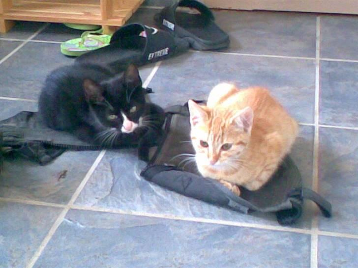 Blanding af racer Figaro - Beauty og figaro på en leggins hver.. "Hvorfor dele når Figaro tager det hele..??" billede 7